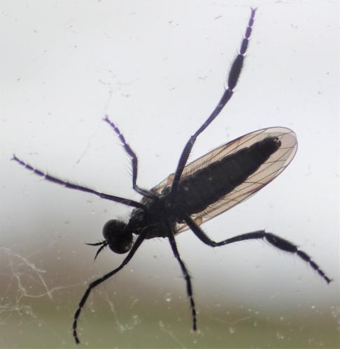 Rhamphomyia sp.