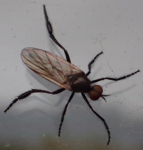 Rhamphomyia sp.
