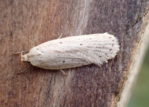 Agonopterix pallorella