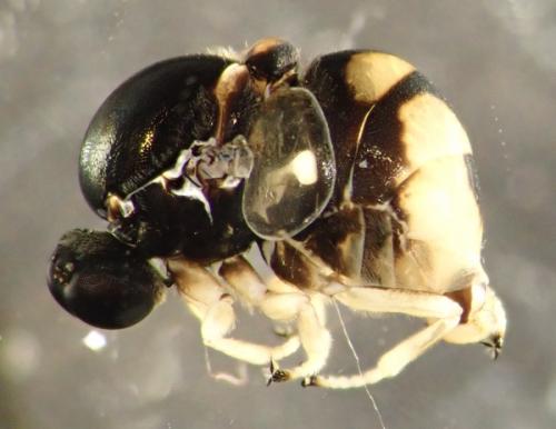 Réf. 276 479 : Acrocera orbiculus