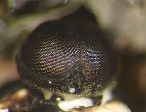 Acrocera orbiculus