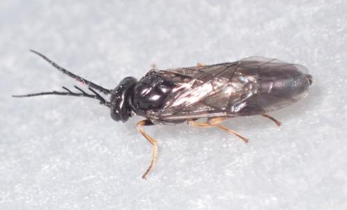 Cladius pectinicornis
