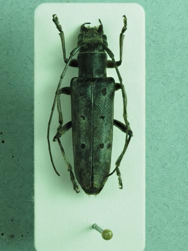 Saperda octopunctata
