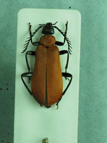 Réf. 276 594 : Pyrochroa coccinea