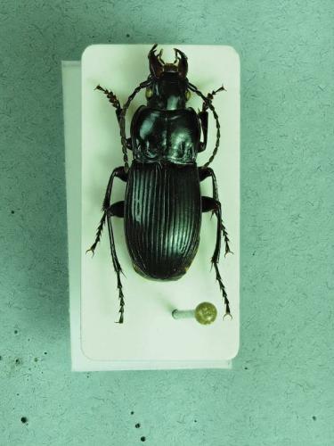 Abax pyrenaeus