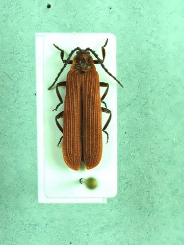 Réf. 276 593 : Dictyoptera aurora