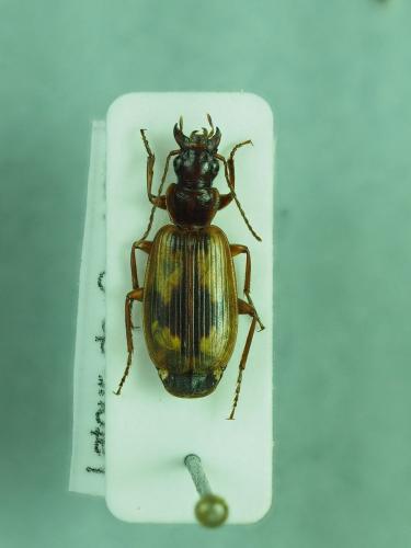 Réf. 276 560 : Cymindis discoidea