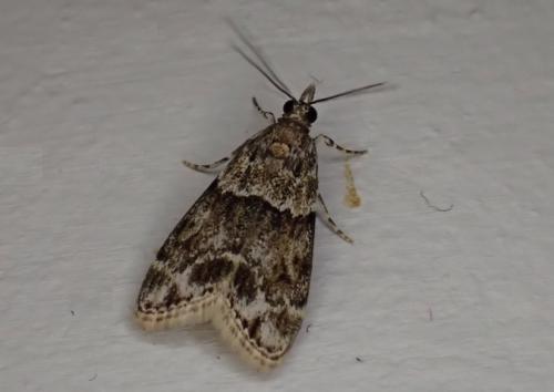 Eudonia mercurella