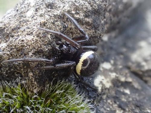 Steatoda paykulliana