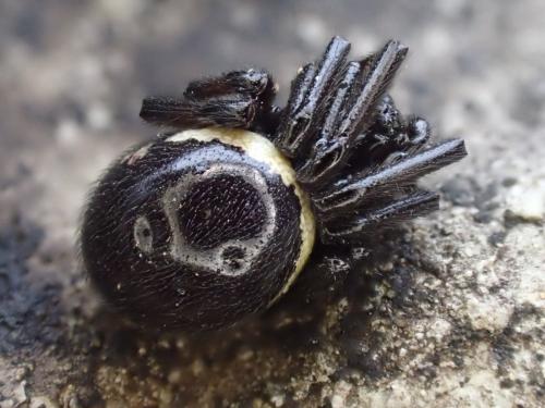 Steatoda paykulliana