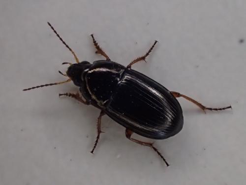 Amara familiaris