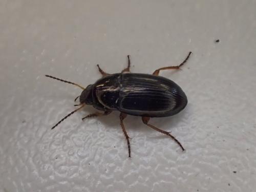 Amara familiaris