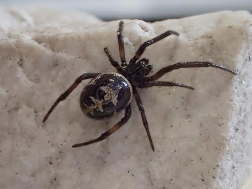 Steatoda paykulliana
