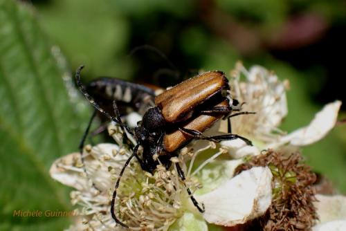 Stictoleptura maculicornis