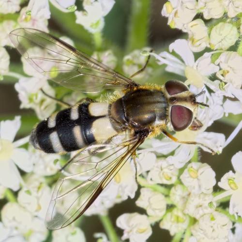 Réf. 276 657 : Leucozona laternaria