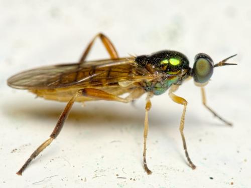 Réf. 276 584 : Chorisops nagatomii