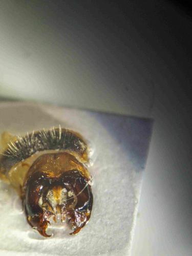Bombus humilis