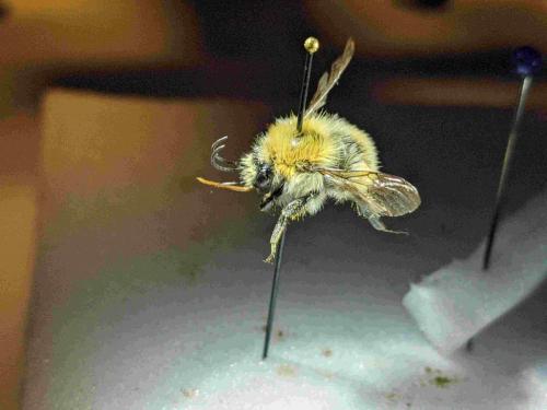 Bombus humilis