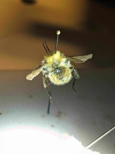 Bombus humilis