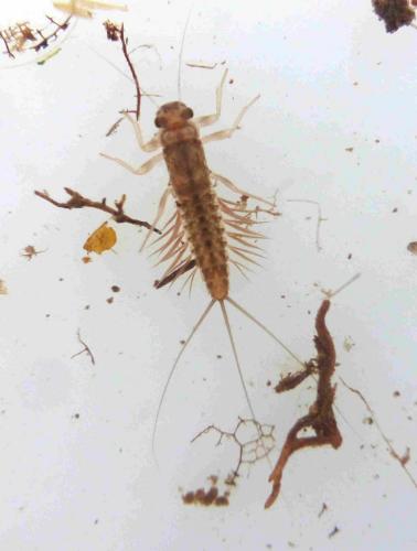 Réf. 276 413 : Paraleptophlebia submarginata