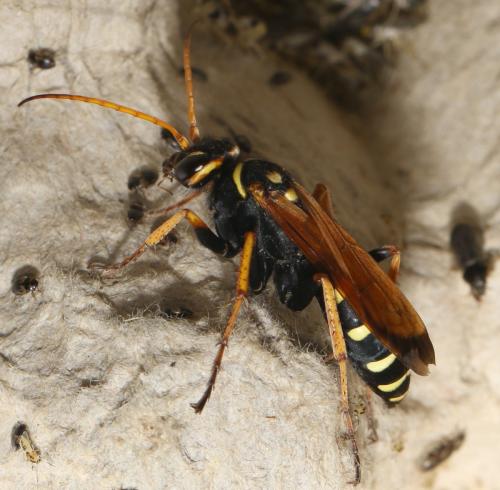 Réf. 276 847 : Batozonellus lacerticida