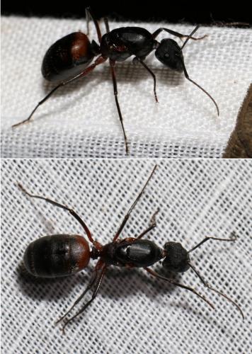 Camponotus cruentatus