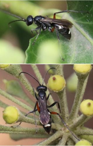 Réf. 276 227 : Cryptocheilus sp.
