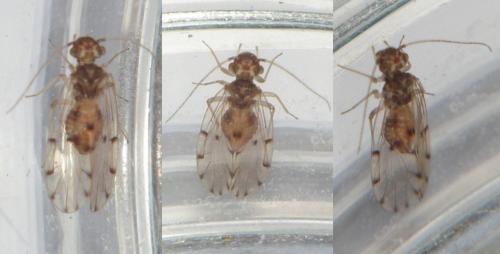 Réf. 276 306 : Ectopsocus petersi