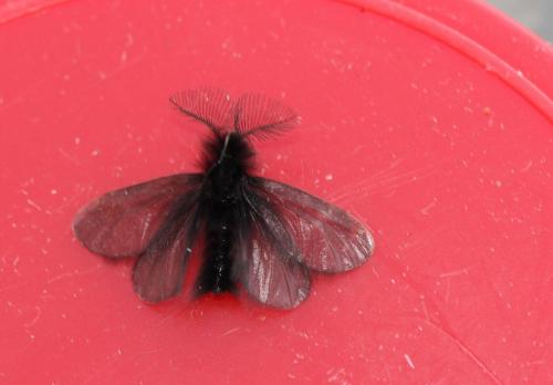 Réf. 276 470 : Ptilocephala sp.