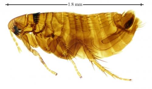 Réf. 276 771 : Rhadinopsylla pentacantha