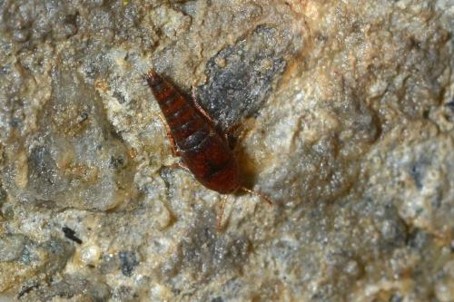 Tachyporinae