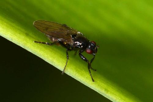 Crumomyia sp.