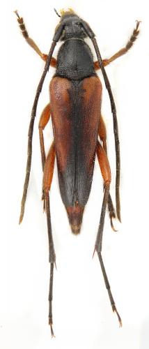 Pedostrangalia emmipoda