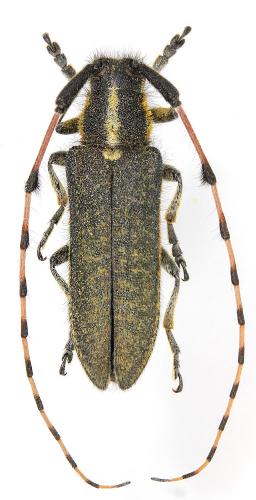 Agapanthia pustulifera