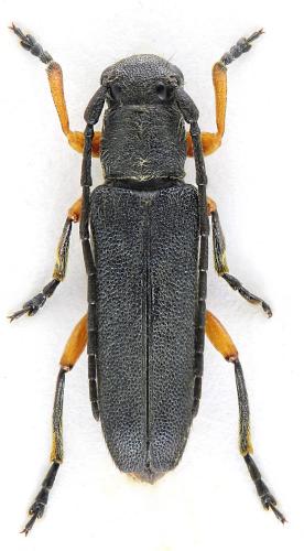 Réf. 276 430 : Phytoecia kabateki