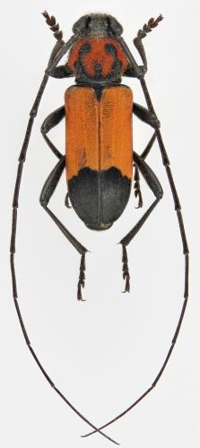 Purpuricenus desfontainii inhumeralis