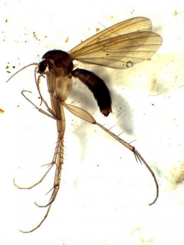 Mycetophila sp.