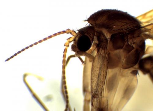 Mycetophila sp.