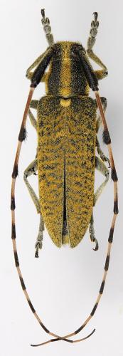 Réf. 276 911 : Agapanthia kindermanni