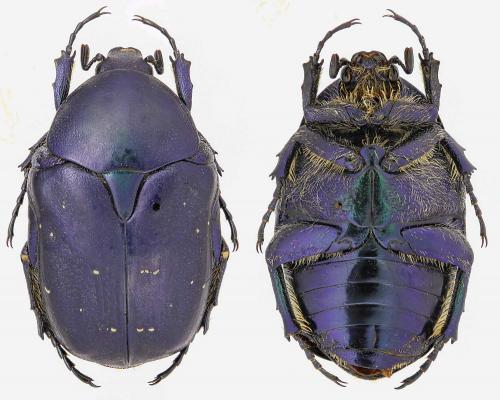 Réf. 276 778 : Protaetia ungarica