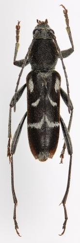 Chlorophorus dominici