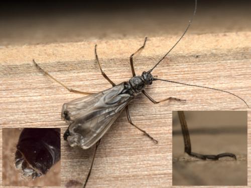 Taeniopteryx schoenemundi