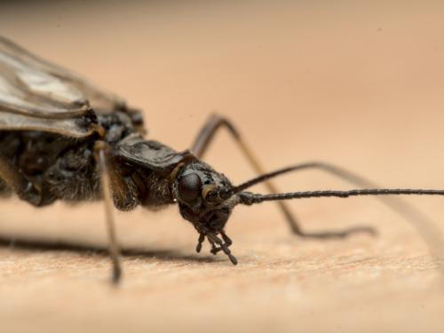Taeniopteryx schoenemundi