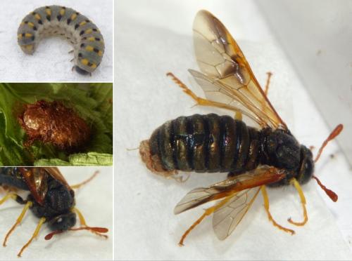 Abia nitens
