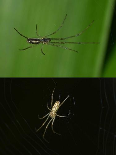 Réf. 276 048 : Tetragnatha sp.