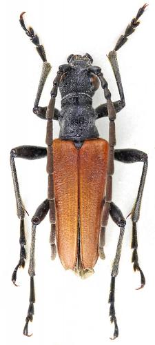 Stenocorus heterocerus