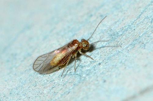 Réf. 276 166 : Trichopsocus brincki