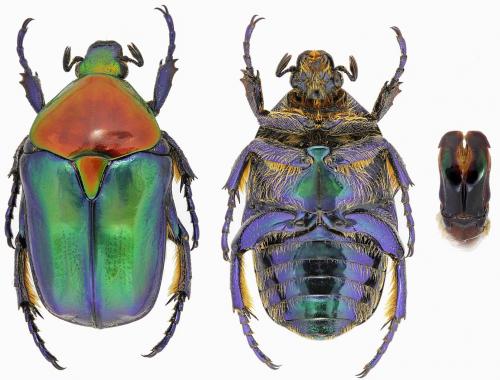 Eupotosia affinis pyrodera