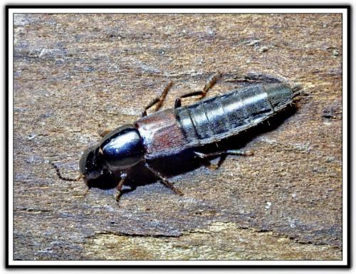 Réf. 276 366 : Quedius sp.