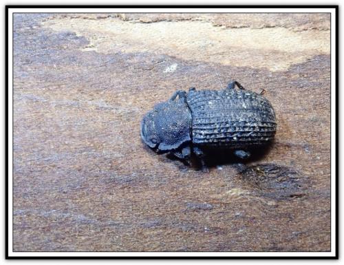 Réf. 276 676 : Bolitophagus reticulatus